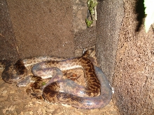 1.1 spotted pythons